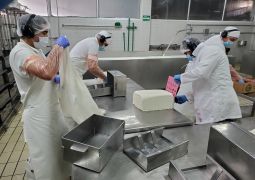 תיעוד: כך מייצרים בצ'ילה חלב כשר